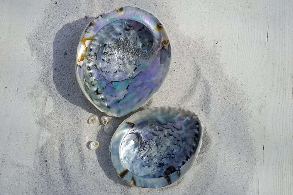 Abalone Schale L