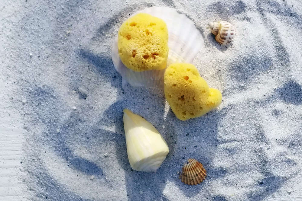Naturschwamm S aus dem Meer